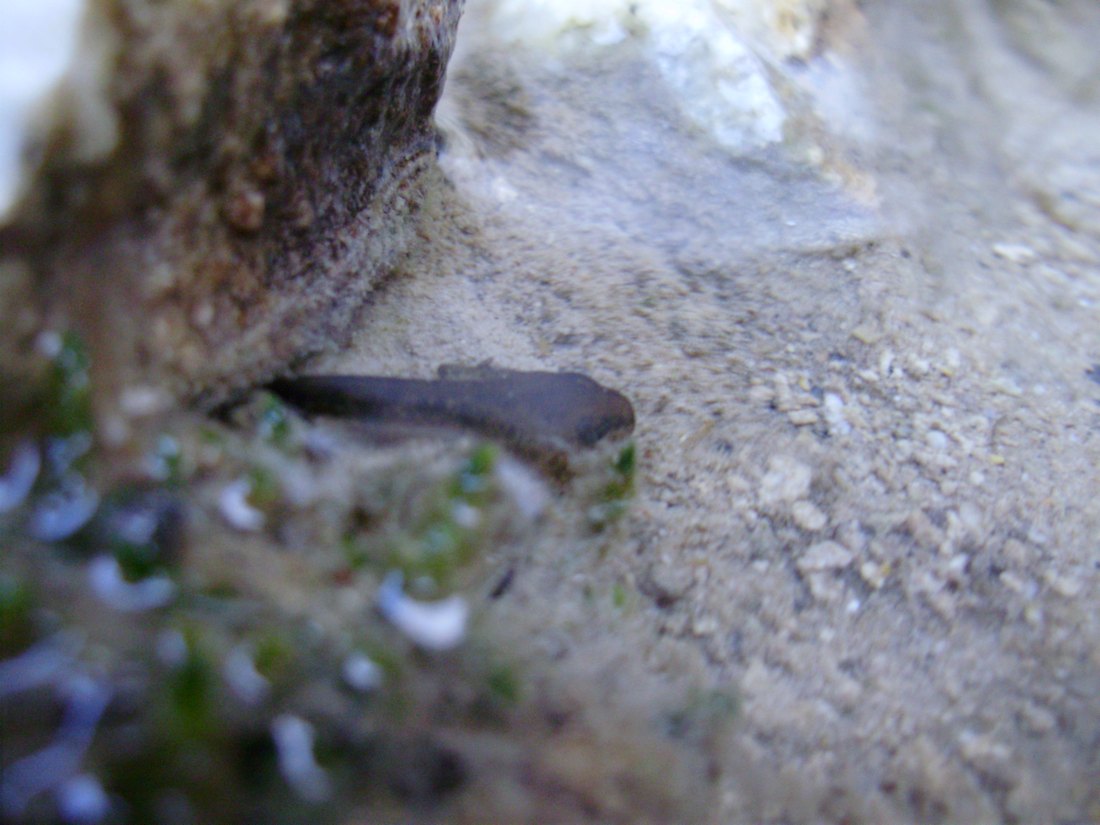 Popolazione di S. salamandra molto numerosa